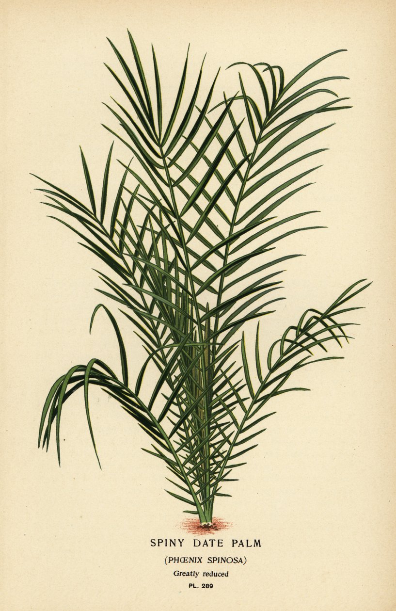 Vill daddelpalme eller Senegal daddelpalme, Phoenix reclinata (Spiny daddelpalme, Phoenix spinosa). Kromolitografi fra en illustrasjon av Desire Bois fra Edward Step