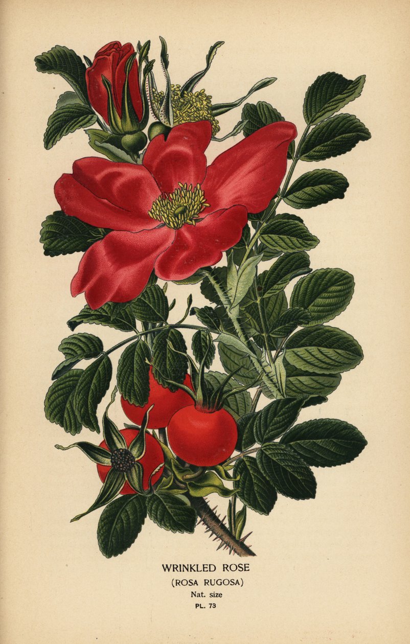 Rynket rose, Rosa rugosa. av Désiré Georges Jean Marie Bois