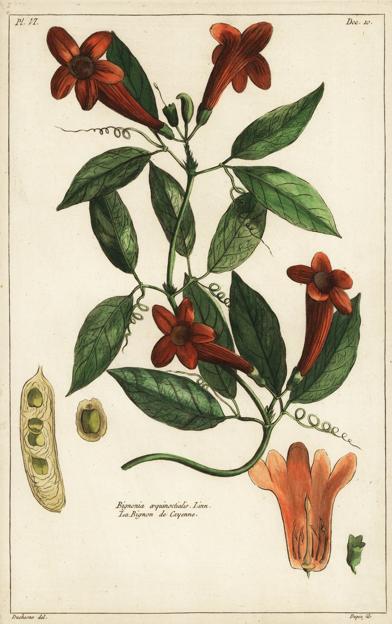 Hvitløksranke, Bignonia equinoctialis, Linn av Duchesne Duchesne