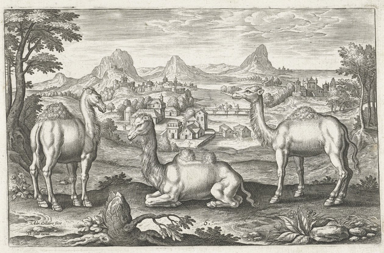 Tre kameler, gravert av Adriaen Collaert (ca. 1560 - 1618) av Dutch School