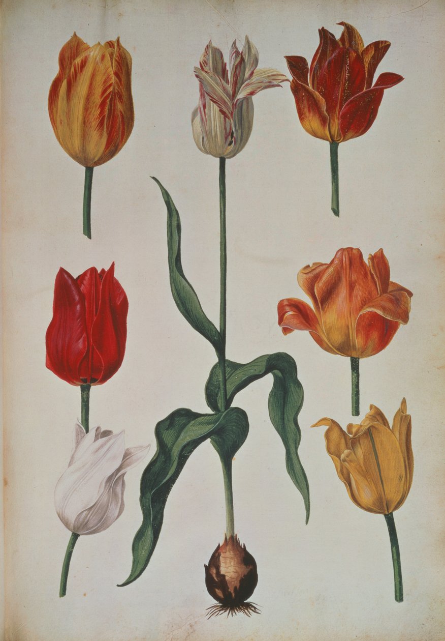 Tulipaner: fra Samling av blomster hentet fra naturen (Samling av blomster hentet fra naturen) c.1630 av Dutch School