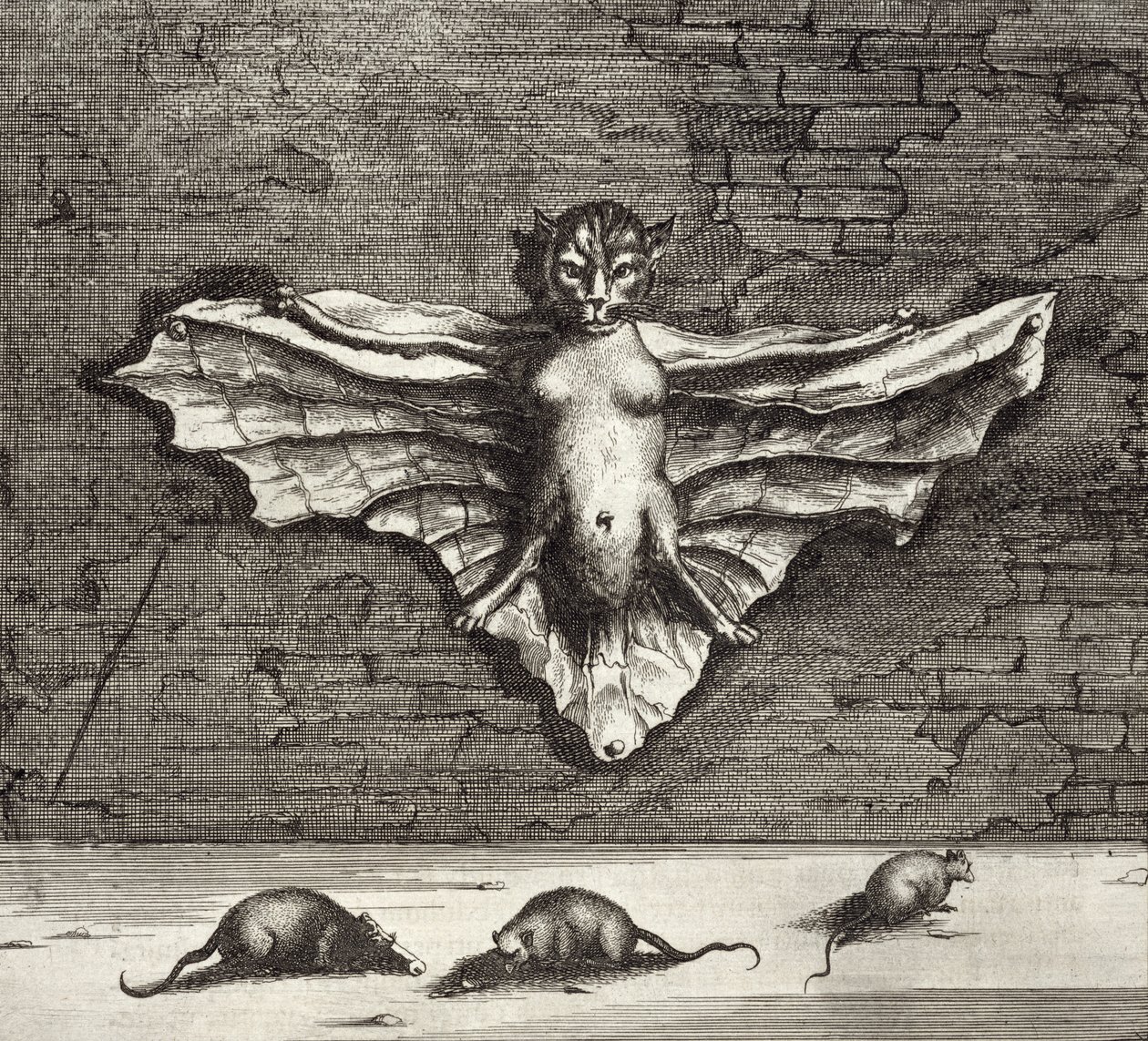 En flaggermus kjent som en flygende katt, fra Kina Illustrert av Athanasius Kircher (1601-80) 1667 av Dutch School