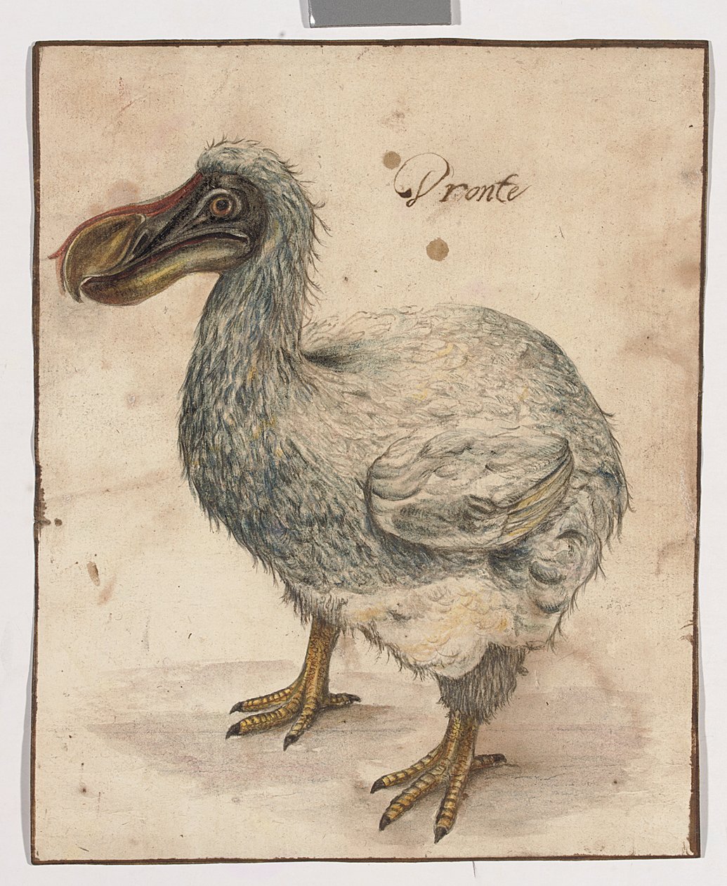 En Dodo (spor av svart kritt, w/c og gummi arabicum med brune vask-innrammingslinjer) av Dutch School