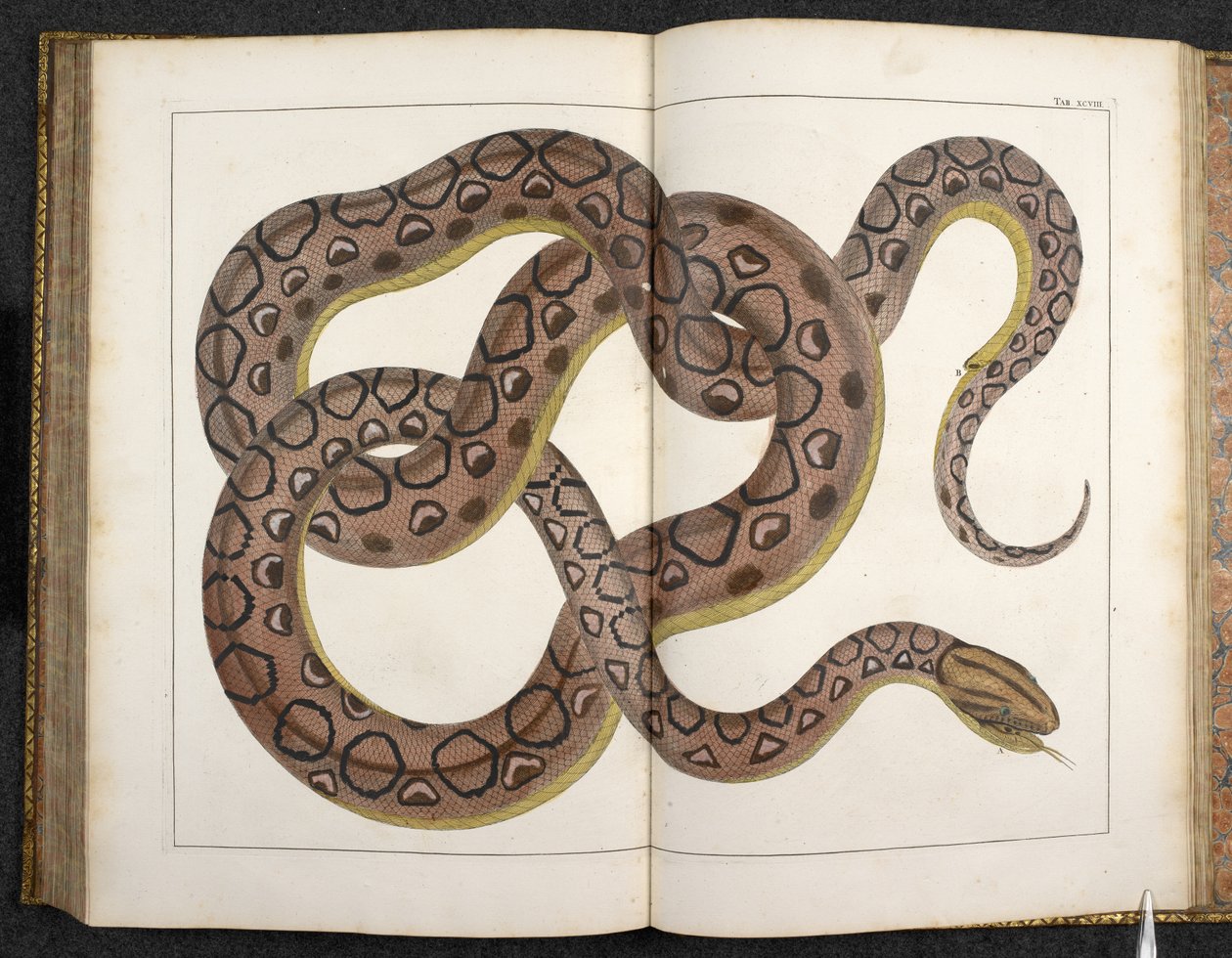 En Python, fra 