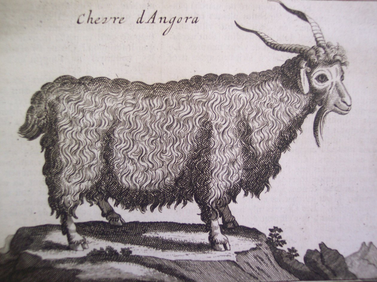 Angora geit, fra Relation dun Voyage du Levant av Joseph Pitton de Tournefort, Amsterdam, 1718 av Dutch School