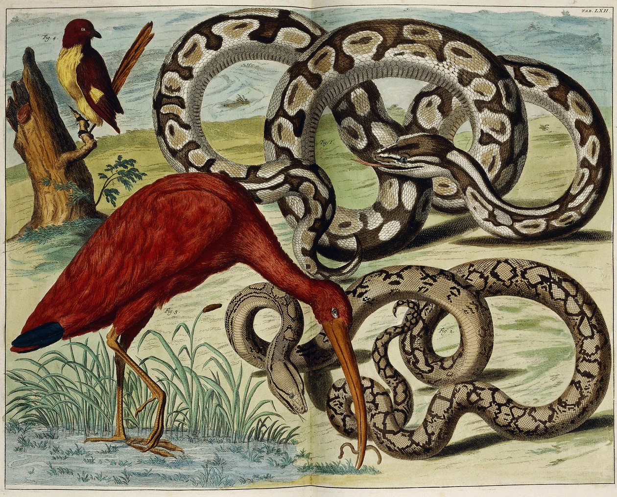 Fugler og slanger, plate 62, fra "Den mest nøyaktige beskrivelsen av naturskattene", 1734-1765 av Dutch School