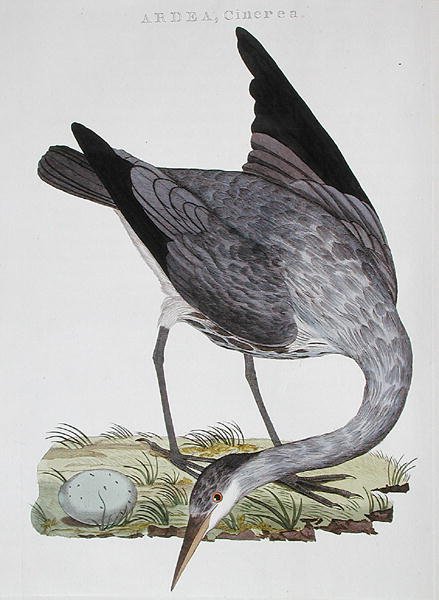 Heron, utgitt i Amsterdam av Dutch School