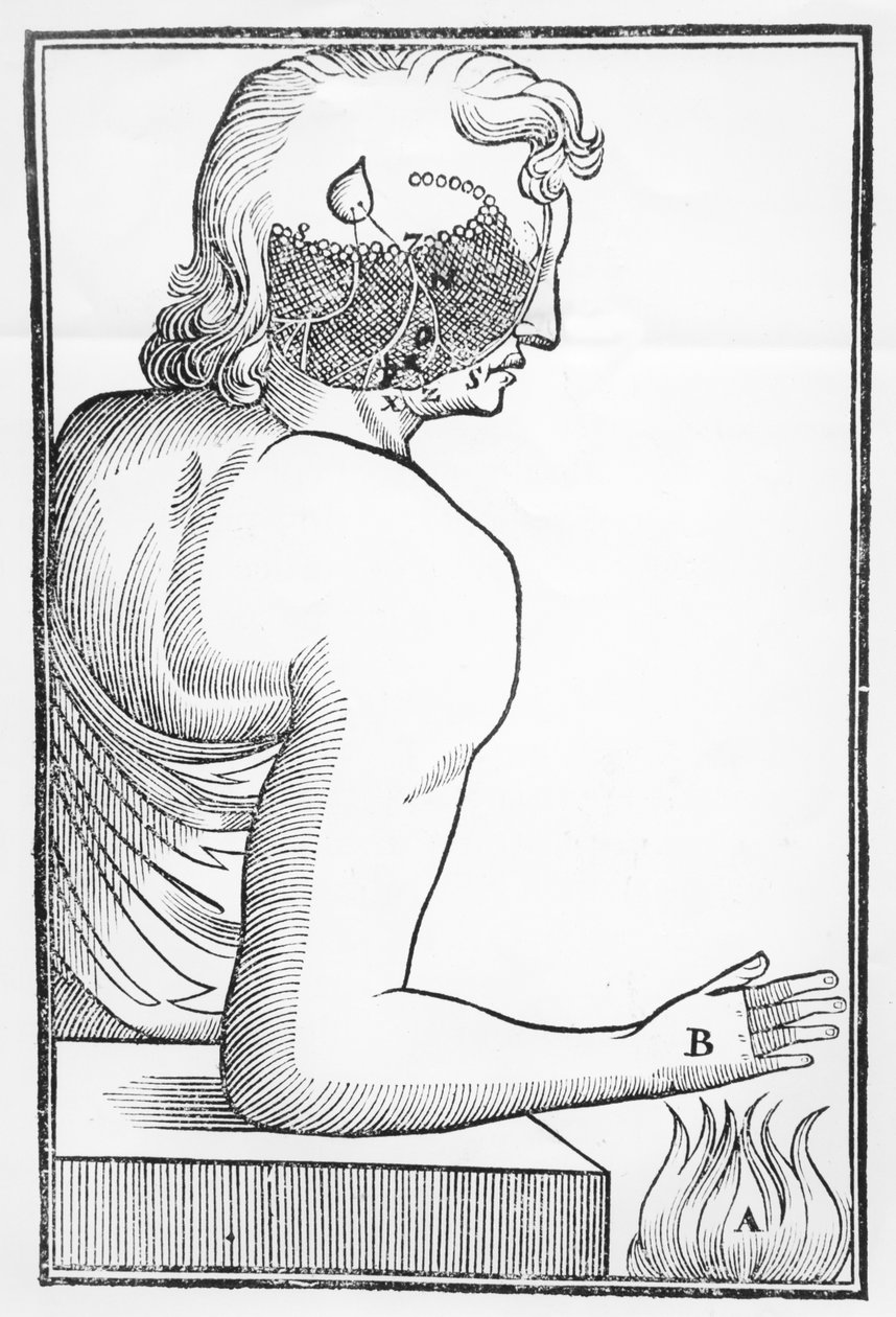 Illustrasjon av funksjonen og effekten av pinealkjertelen på det menneskelige nervesystemet i forhold til en reaksjon på brann, fra Tractatus de Homine, utgitt i Amsterdam av Elsevier, 1677 av Dutch School
