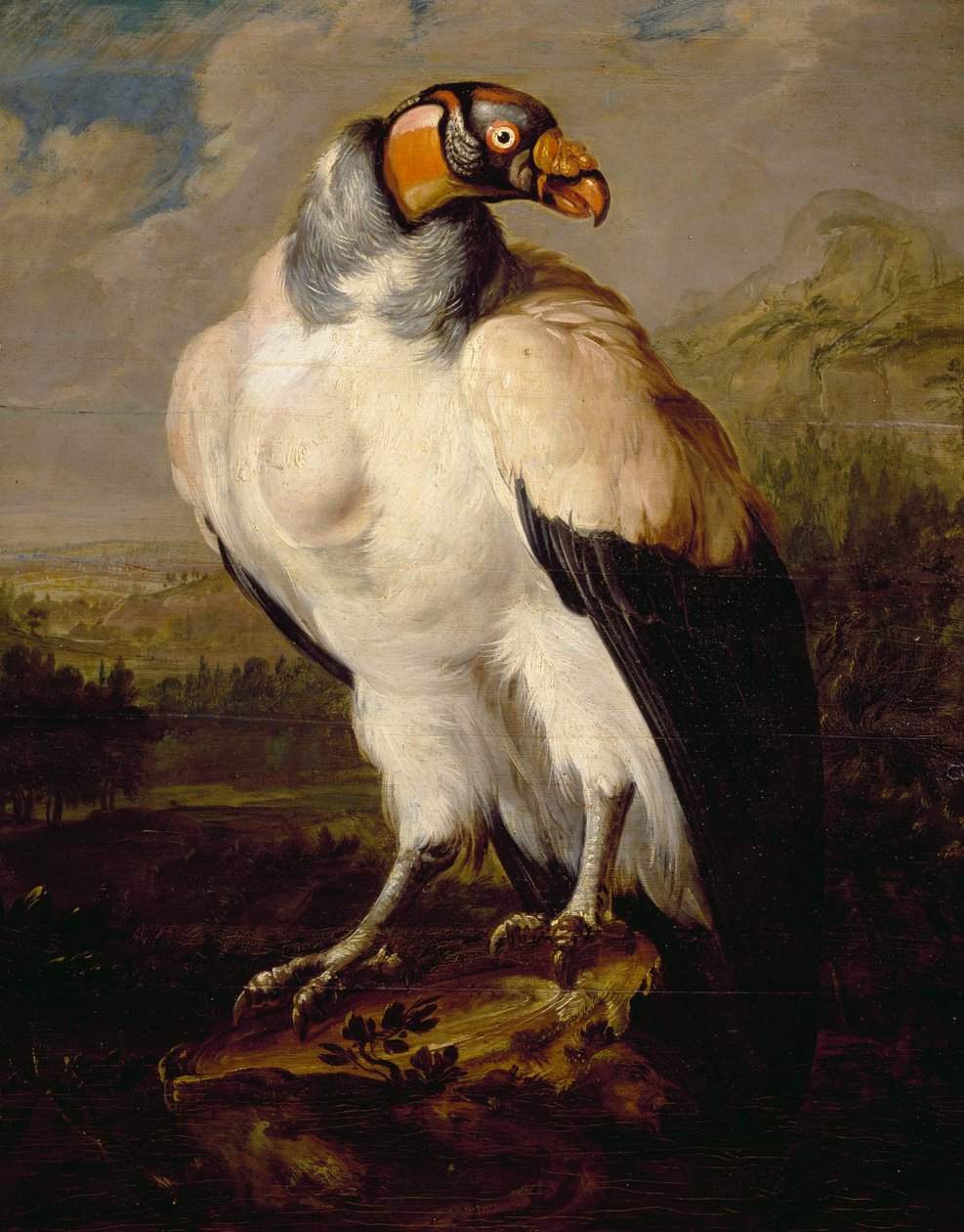 King Vulture, maleri av nederlandsk ukjent kunstner, Nederland av Dutch School