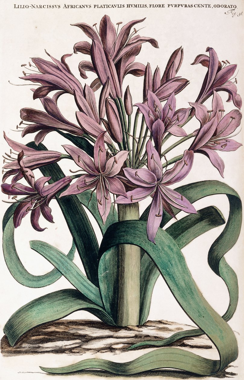Lillio-Narcissus, 1697-1701 av Dutch School