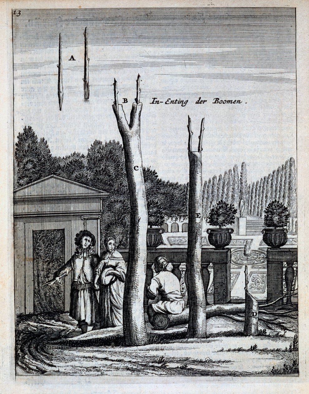 Lime and Orange Trees, fra De Nederlandze Hesperides av Jan Commelin, utgitt 1676 av Dutch School