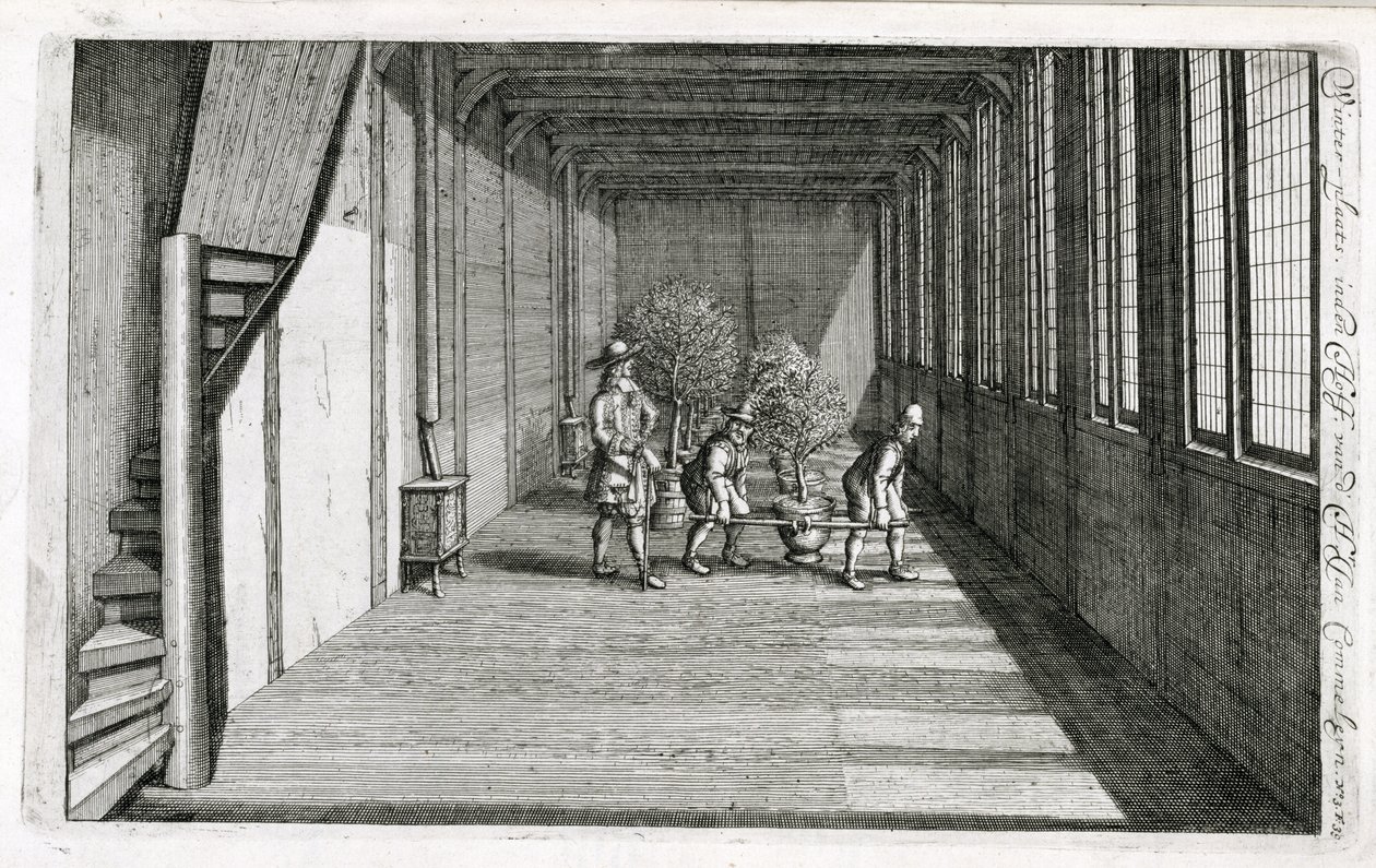 Flytte trær inn i hagen for sommeren, fra De Nederlandse Hesperides av Jan Commelin, utgitt 1676 av Dutch School