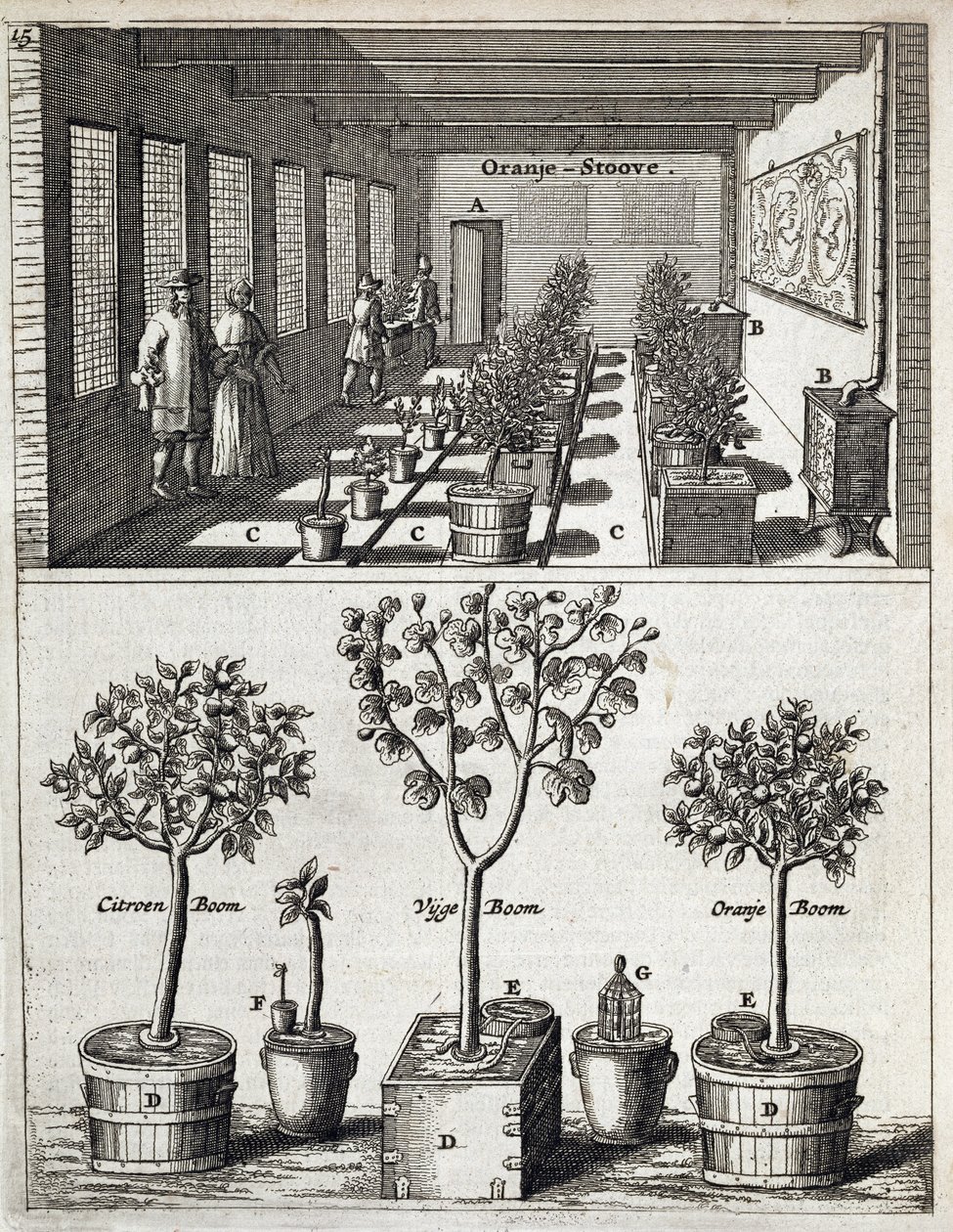 Orangery, fra De Nederlandze Hesperides av Jan Commelin, utgitt 1676 av Dutch School