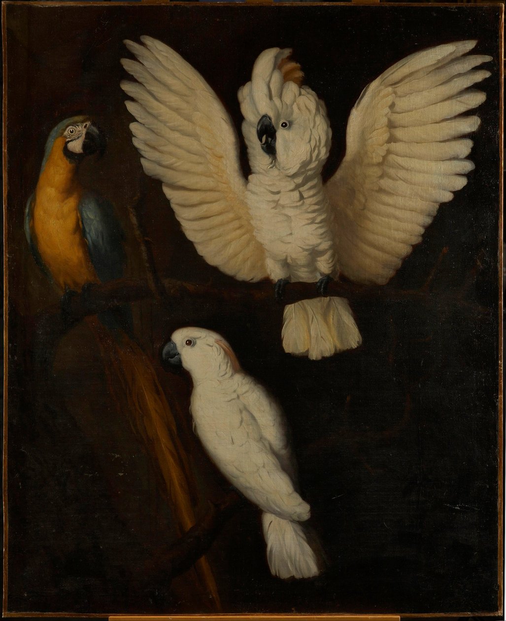 Papegøyer, ca. 1670 av Dutch School