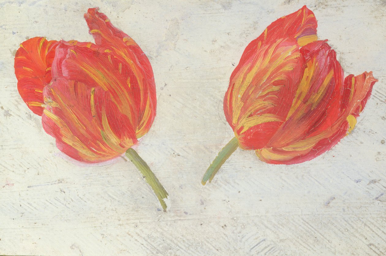 Studier av tulipaner, ca. 1830 (olje på papir) av Dutch School