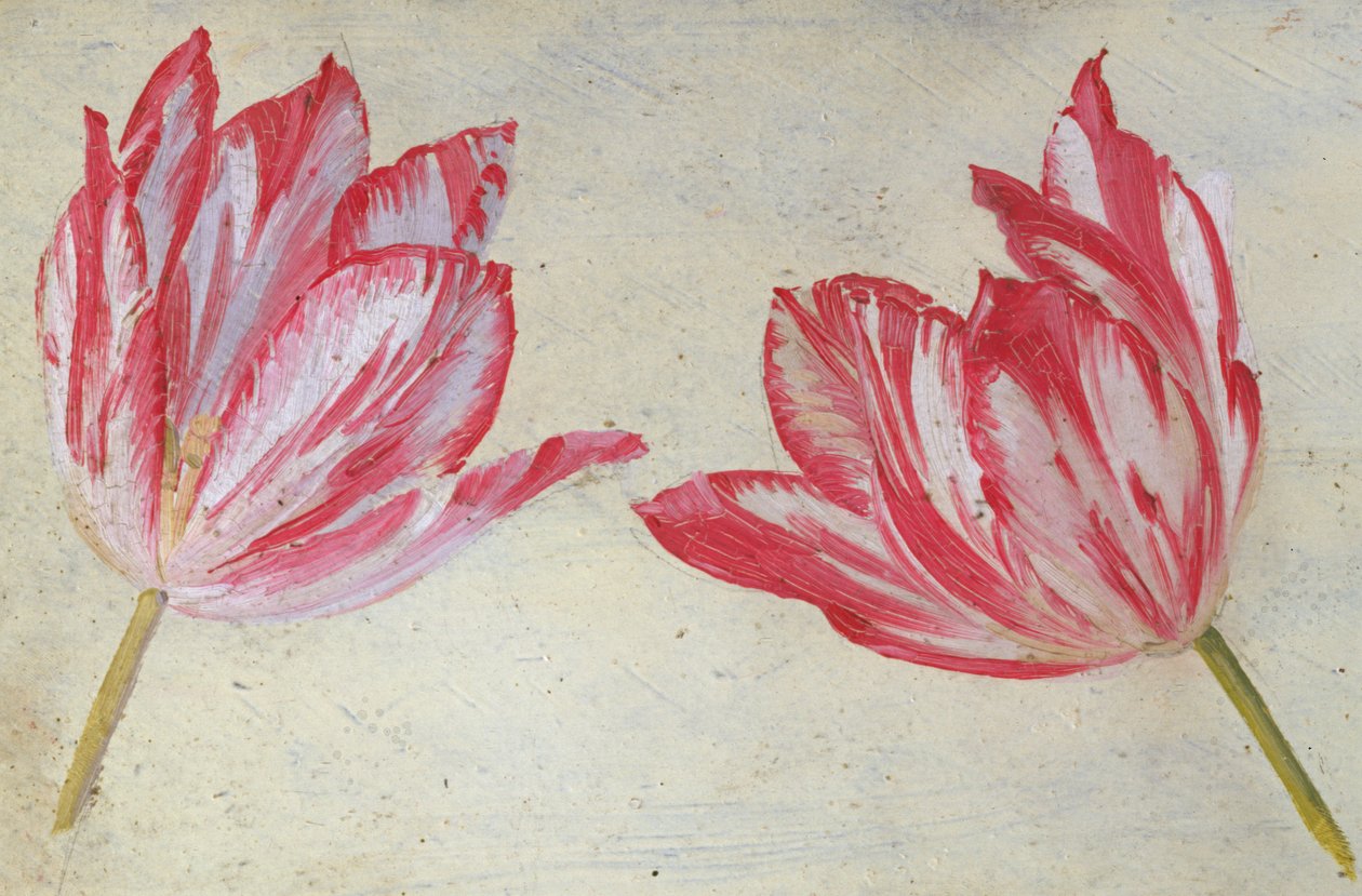 Studier av tulipaner, ca. 1830 (olje på papir) av Dutch School