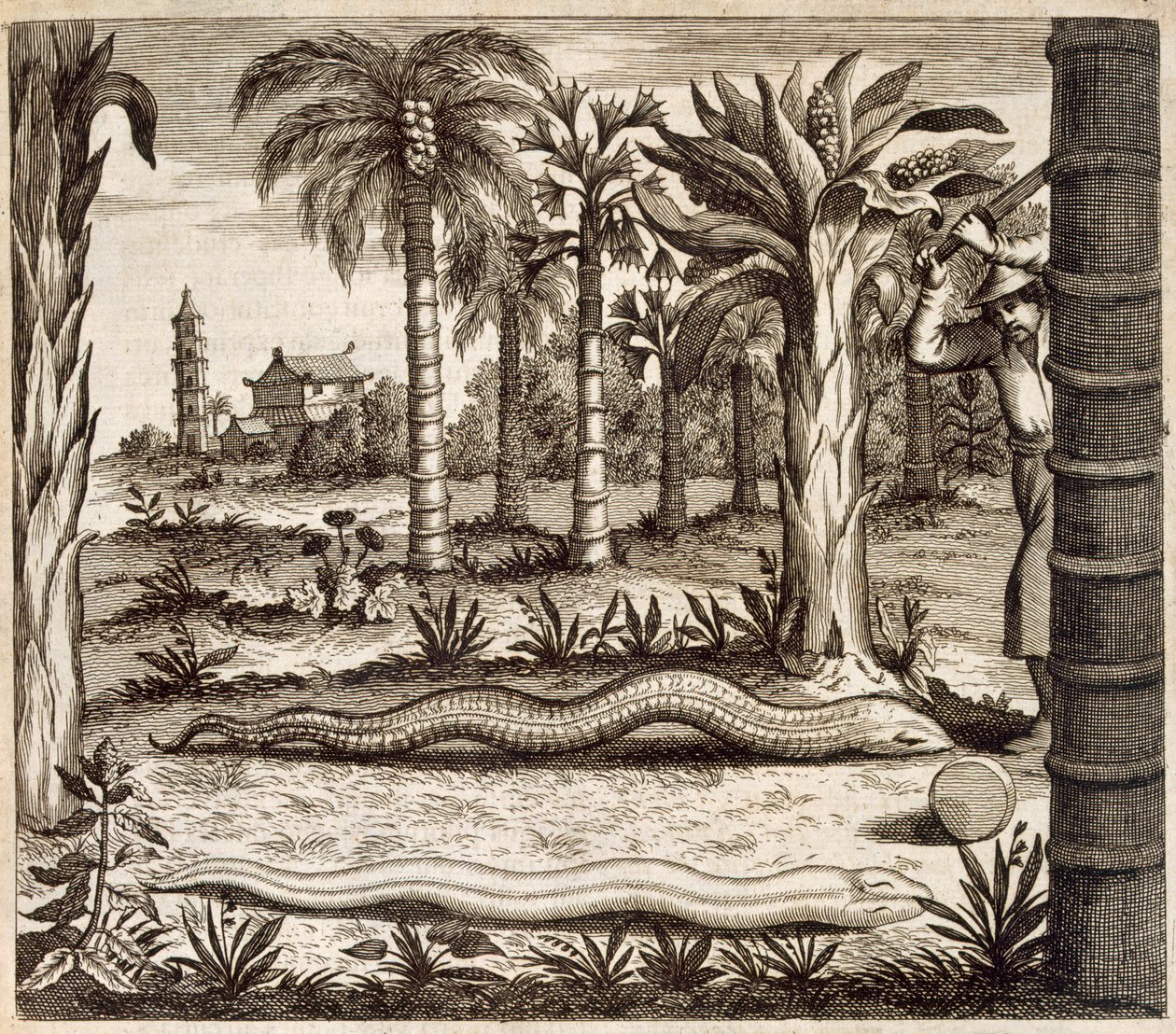 Steinslangen, fra Kina illustrert av Athanasius Kircher (1601-80) 1667 av Dutch School