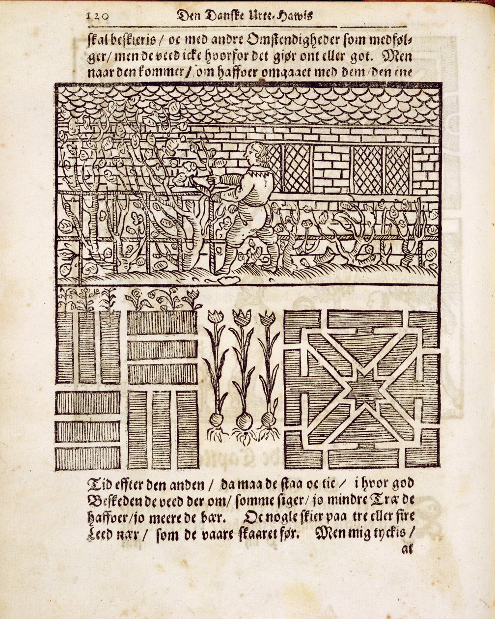 Trening og planting i hagen, fra The Dutch Gardener, av Johann van der Groen, utgitt 1699 av Dutch School