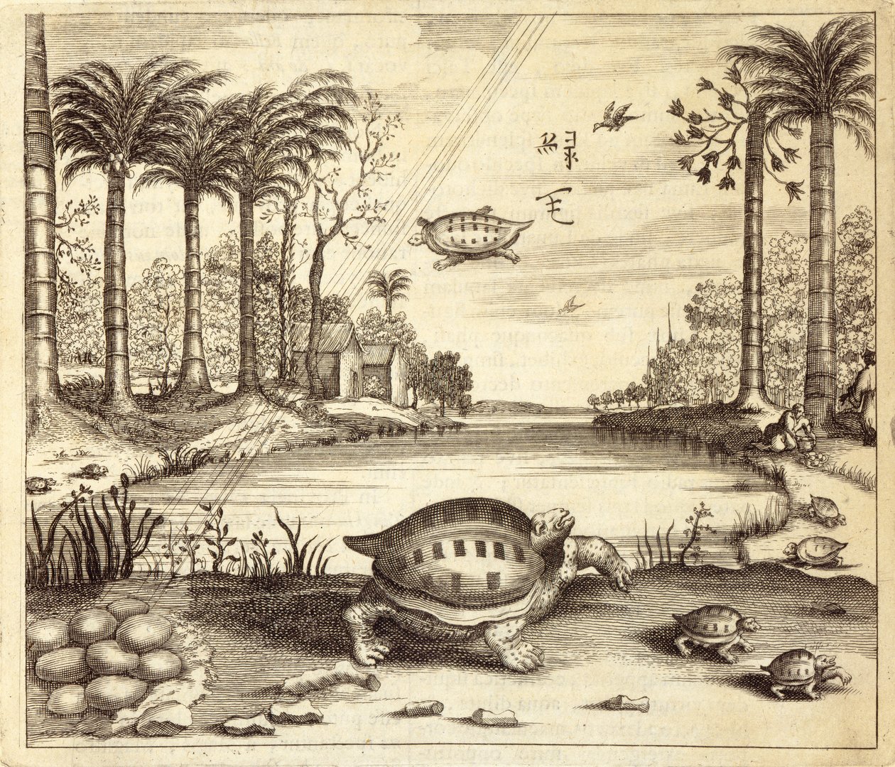 Skilpaddeegg klekking, fra Kina Illustrert av Athanasius Kircher (1601-80) 1667 av Dutch School