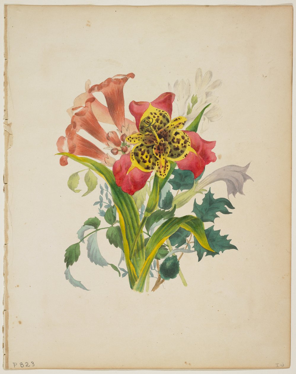 Bukett av Trumpet Vine, fra Floras ordbok, 1838 av E. W. Wirt