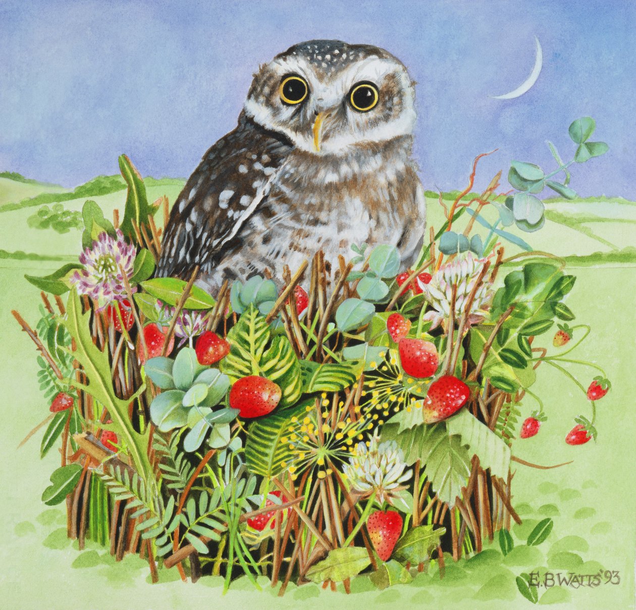 Owl in a Woodland Basket, 1993 (akryl) av E.B. Watts