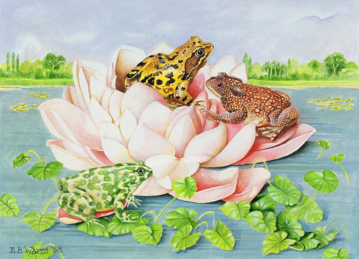 Water Lily, 1998 (akryl på papir) av E.B. Watts