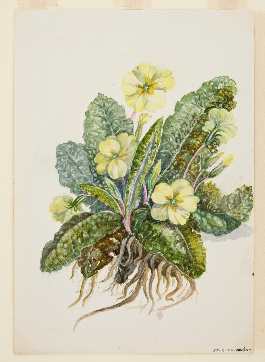 Primula vulgaris Huds Primrose, c1920-tallet. av EF Crowley