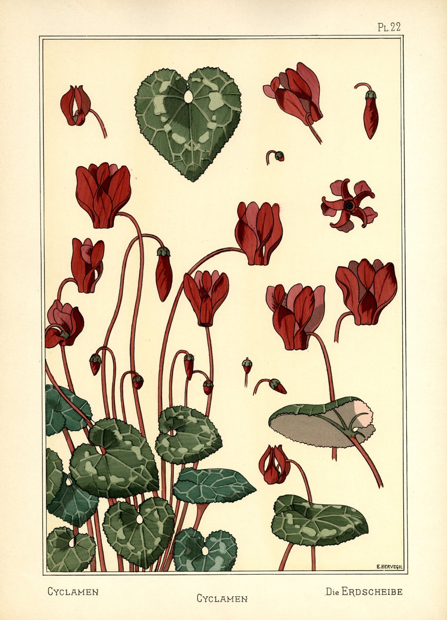 Cyclamen av E. Hervegh