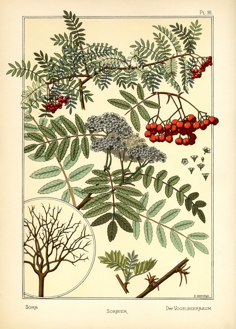 Sorben av E. Hervegh