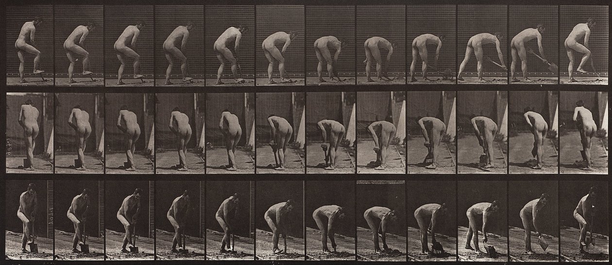 Animal Locomotion, plate 388 av Eadweard Muybridge
