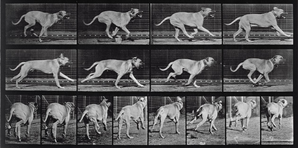Running Dog, plate 707 fra 