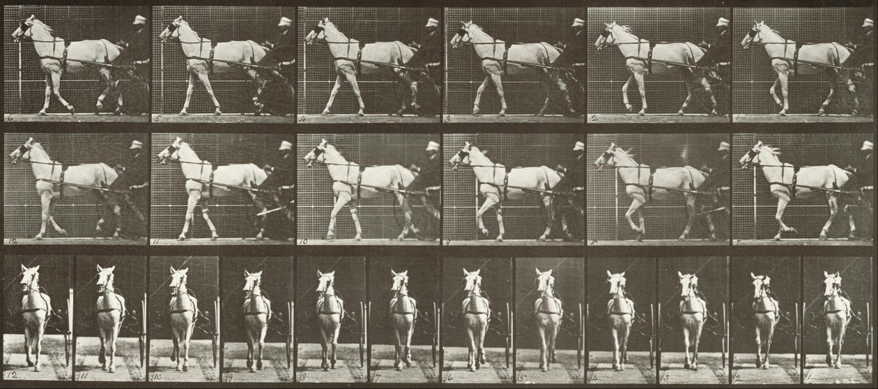 Walking, Sulky, LightGray hoppe, Katydid av Eadweard Muybridge