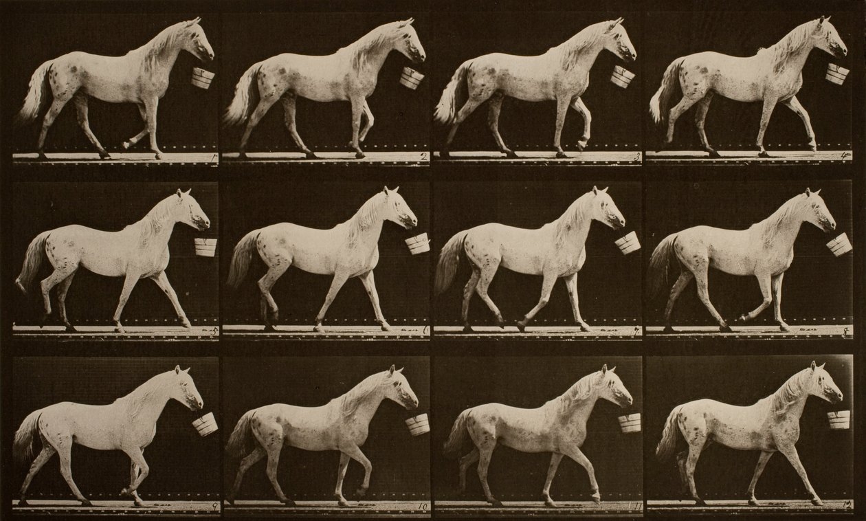 Å gå med en bøtte i munnen; lysegrå hest, Eagle av Eadweard Muybridge