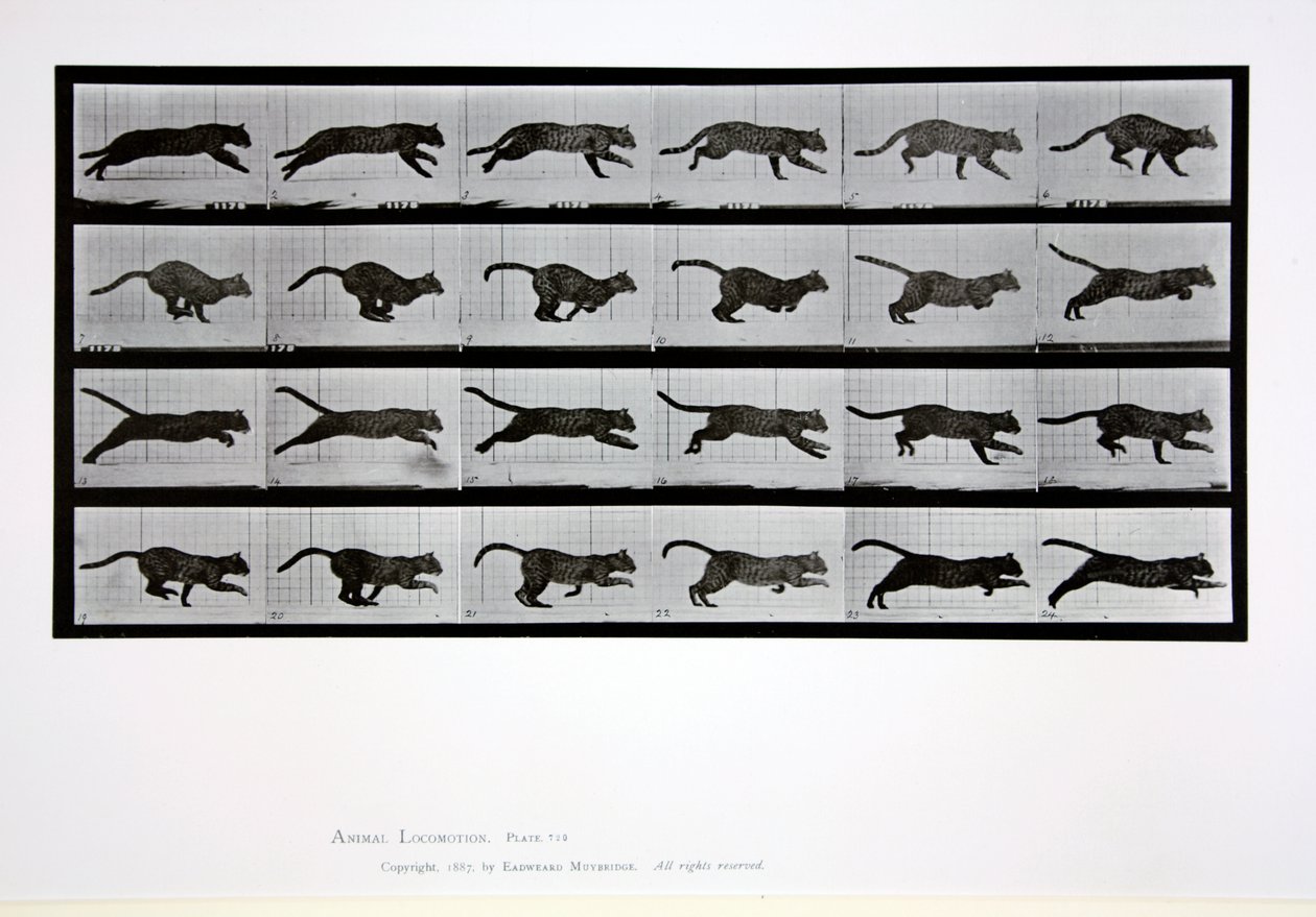 Cat running, plate 720 fra 