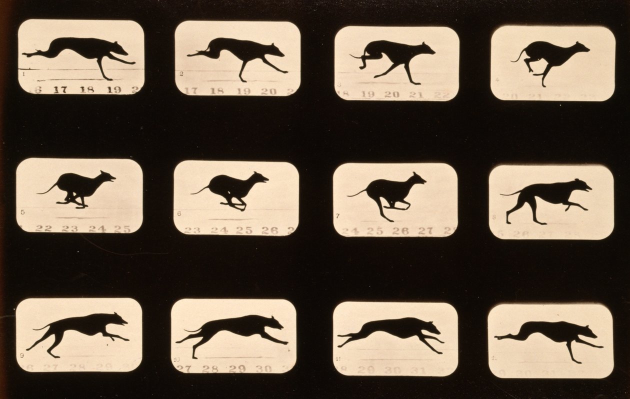 Greyhound, kjører 