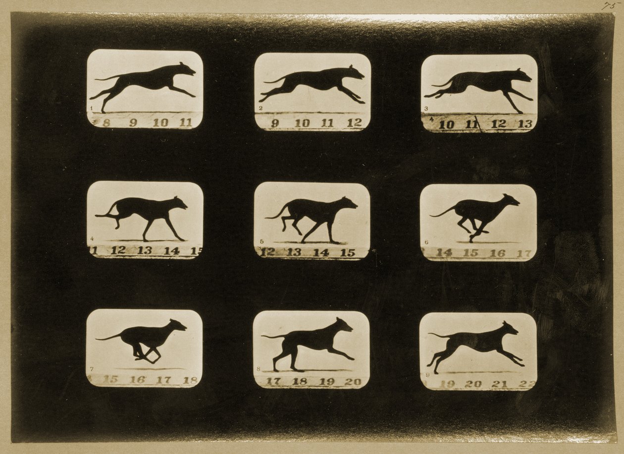 Greyhounds running, fra 