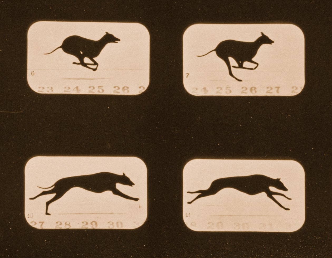 Bildesekvens av løpende Greyhounds, 
