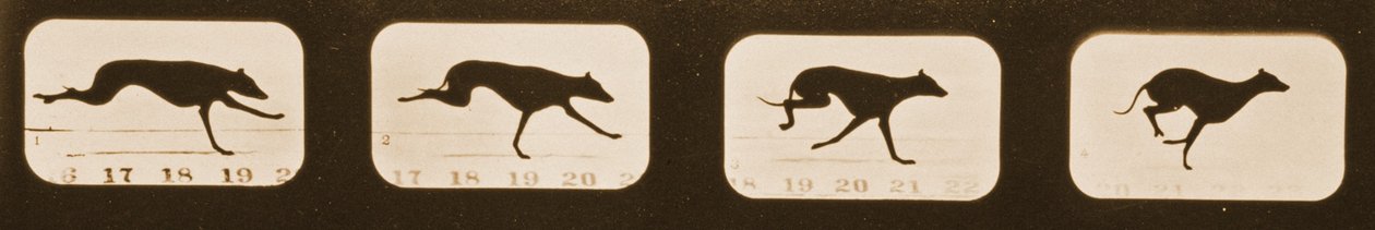 Bildesekvens av løpende Greyhounds, 