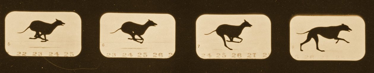 Bildesekvens av løpende Greyhounds, 