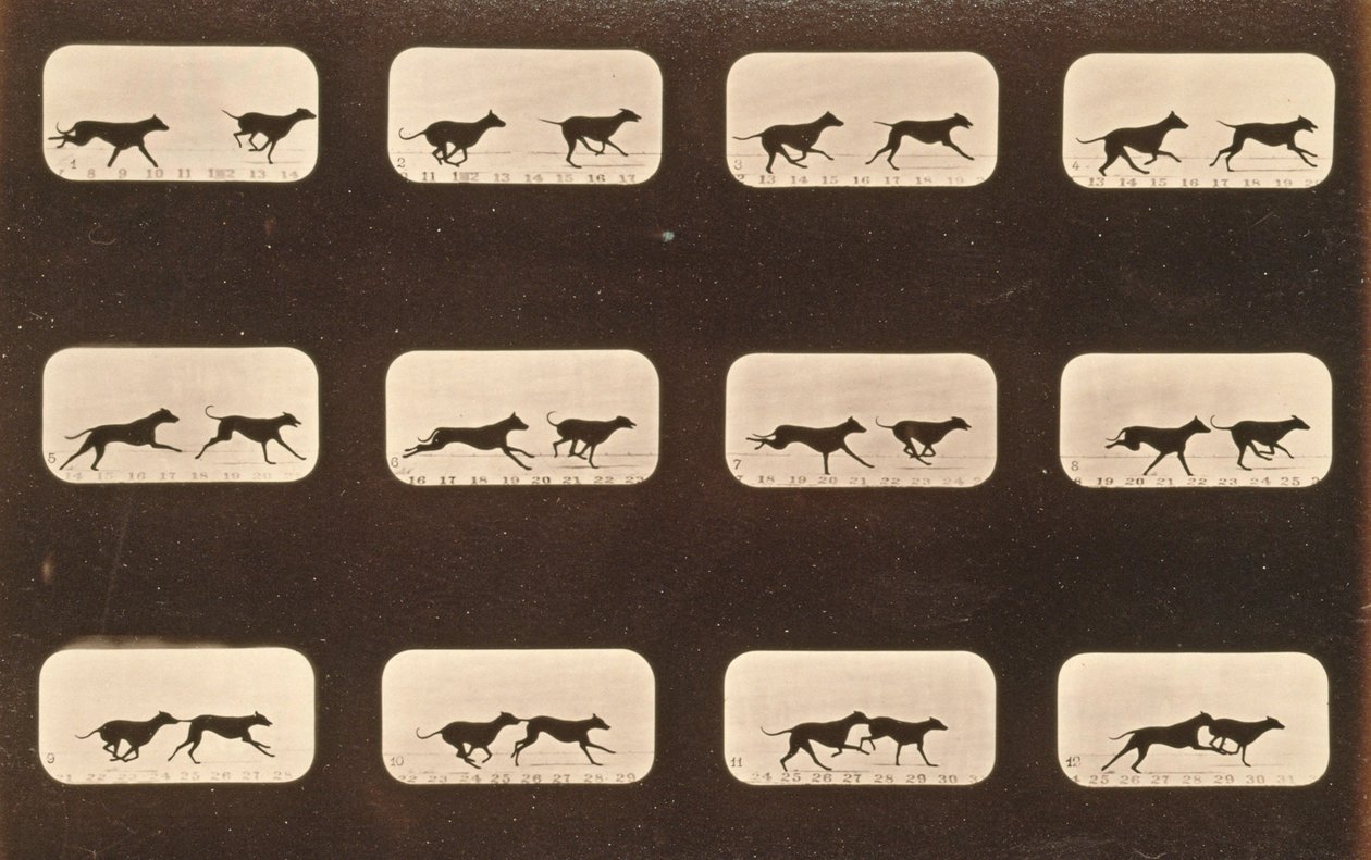 Bildesekvens av løpende Greyhounds, 