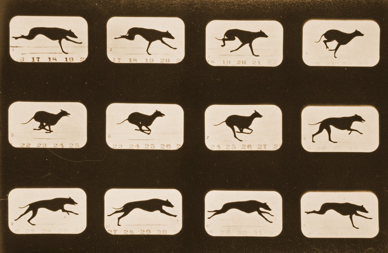 Bildesekvens av løpende Greyhounds, 'Animal Locomotion'-serien, ca. 1881 av Eadweard Muybridge
