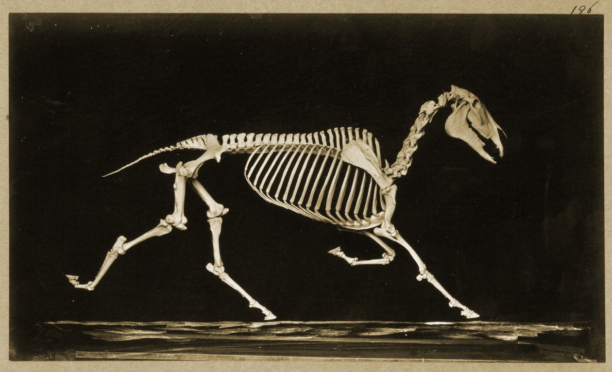 Skjelett av en løpende hest av Eadweard Muybridge