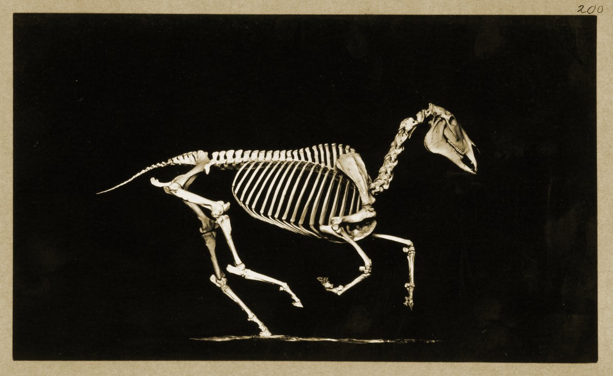 Skjelett av en løpende hest av Eadweard Muybridge