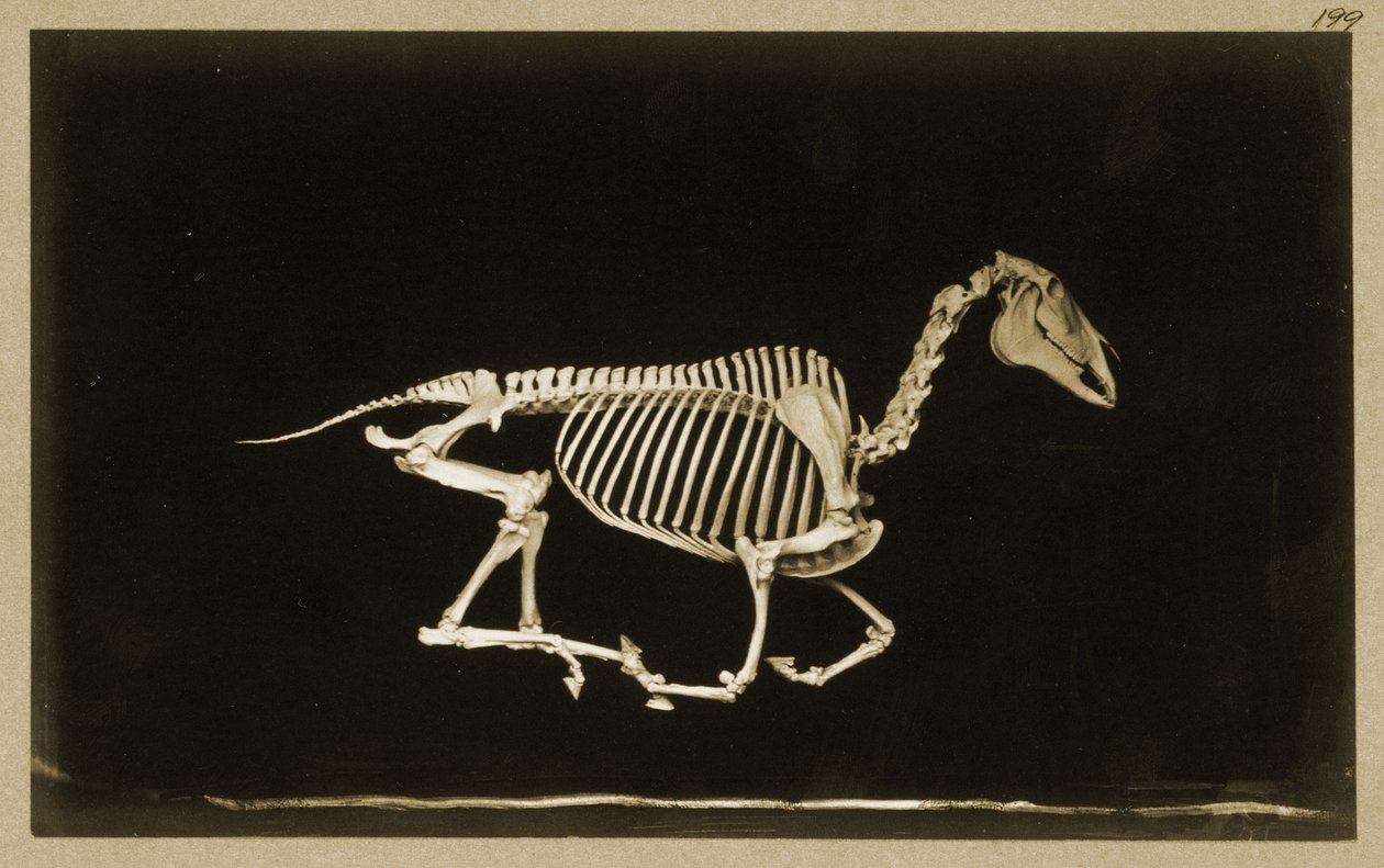 Skjelett av en løpende hest av Eadweard Muybridge
