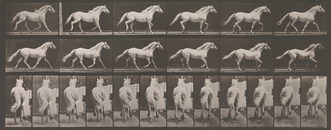 Dyrebevegelse. En elektrofotografisk undersøkelse av påfølgende faser av dyr ..., 1880-tallet. av Eadweard Muybridge