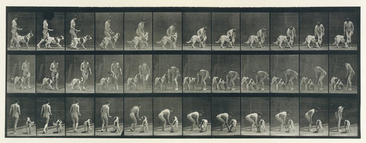 Dyrebevegelse. En elektrofotografisk undersøkelse av påfølgende faser av dyr ..., 1880-tallet. av Eadweard Muybridge