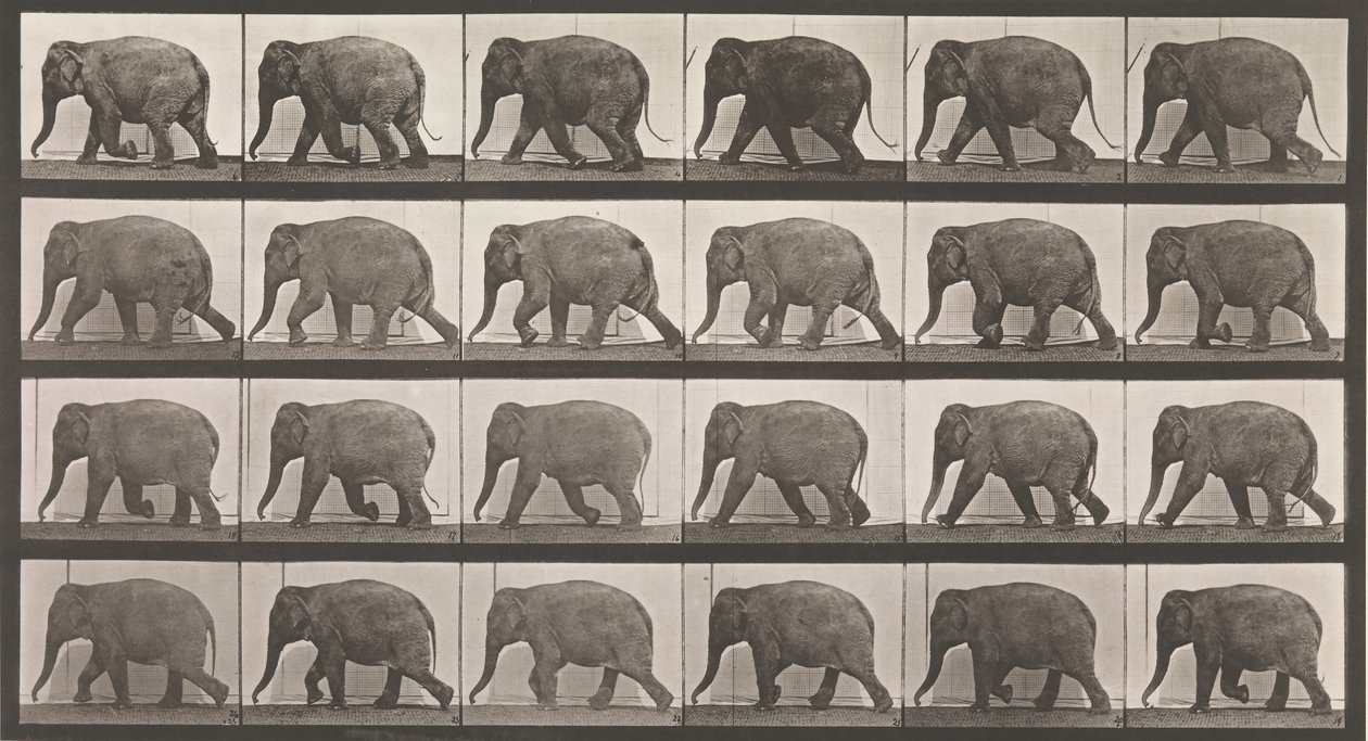 Dyrebevegelse. En elektrofotografisk undersøkelse av påfølgende faser av dyr ..., 1880-tallet. av Eadweard Muybridge