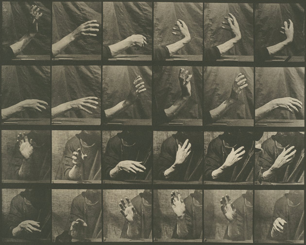Dyrebevegelse, plate 535, 1887. av Eadweard Muybridge