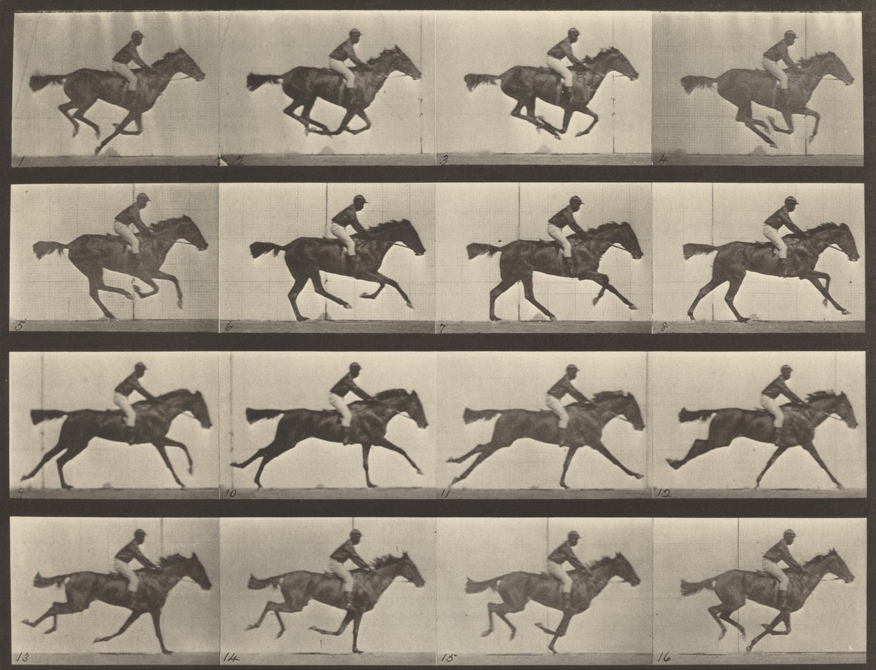 Platenummer 626. Galopp, fullblods bukhoppe, Annie G., 1887. av Eadweard Muybridge