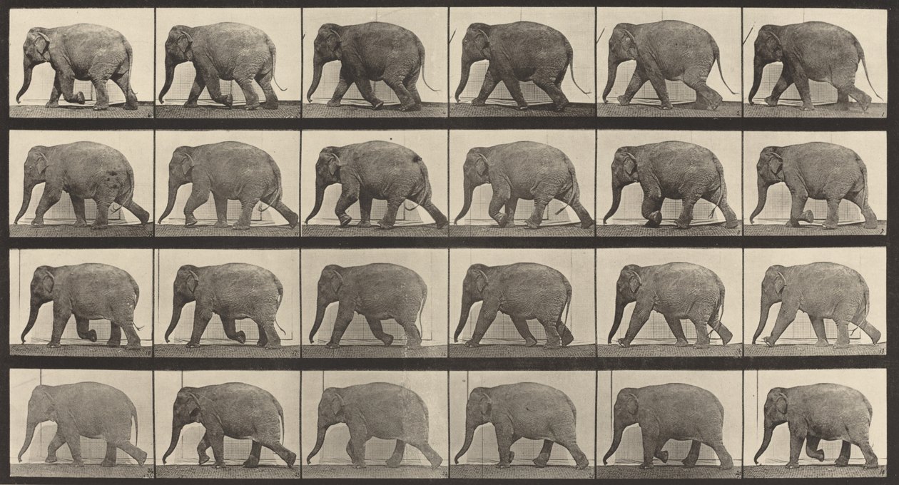 Plate nummer 733. Elefantvandring, 1887. av Eadweard Muybridge